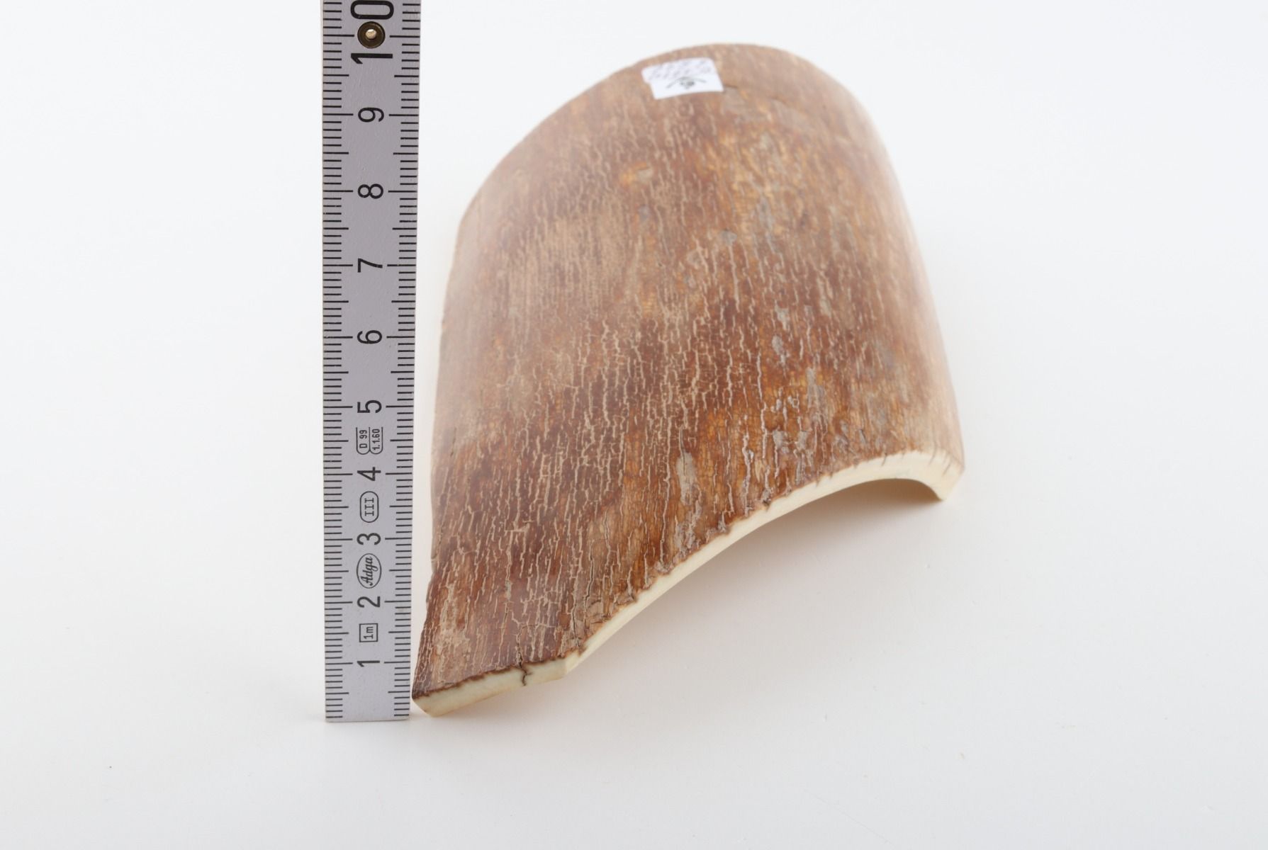 Caramel mammoth bark