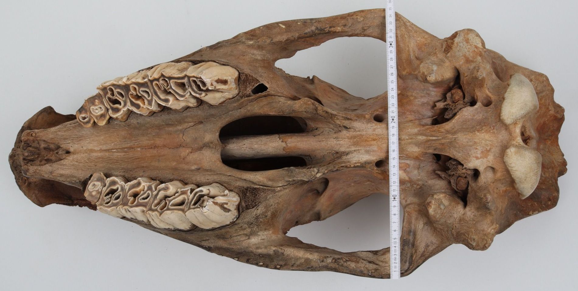 Natural Woolly Rhinoceros Skull