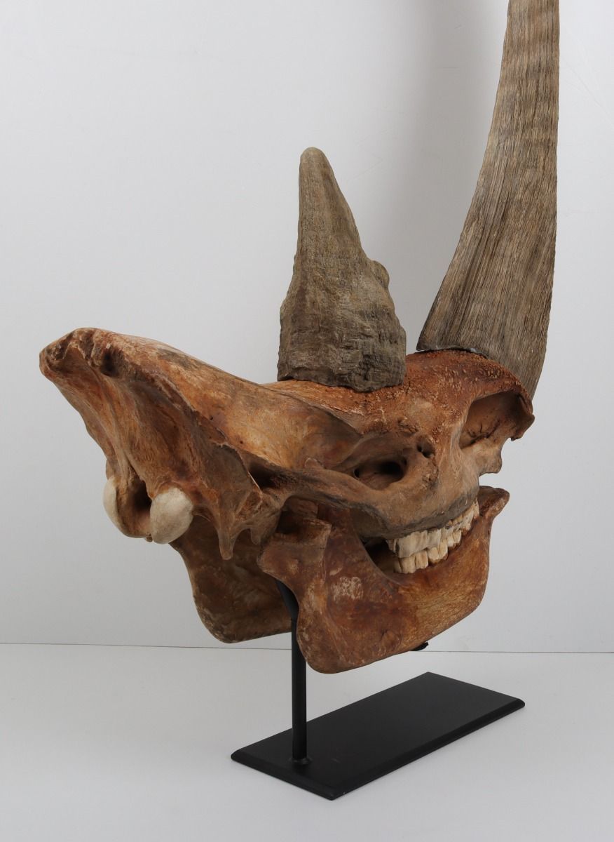 Natural Woolly Rhinoceros Skull