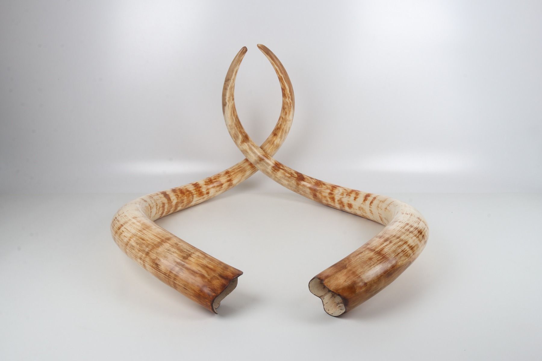 Natural woolly mammoth tusk pair