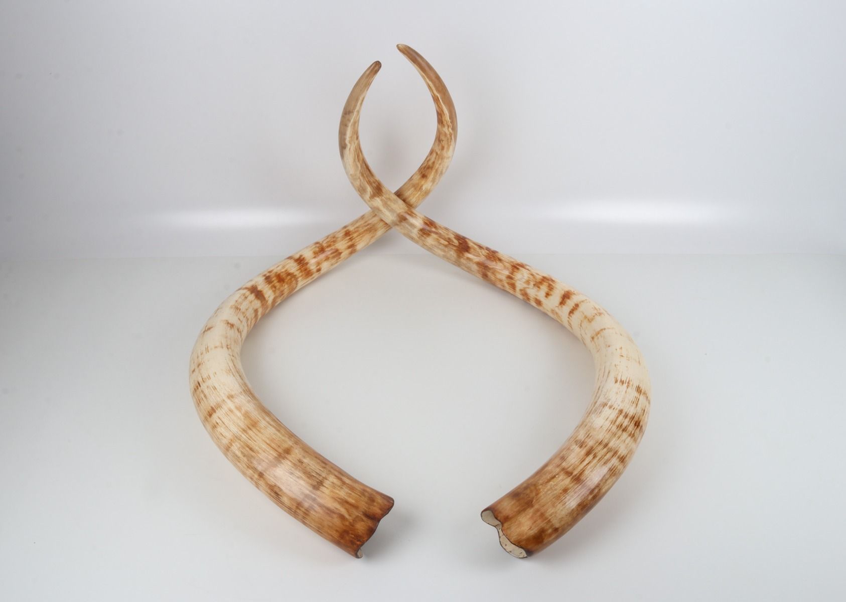 Natural woolly mammoth tusk pair