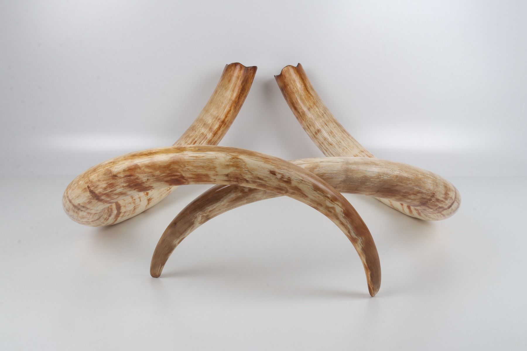 Natural woolly mammoth tusk pair