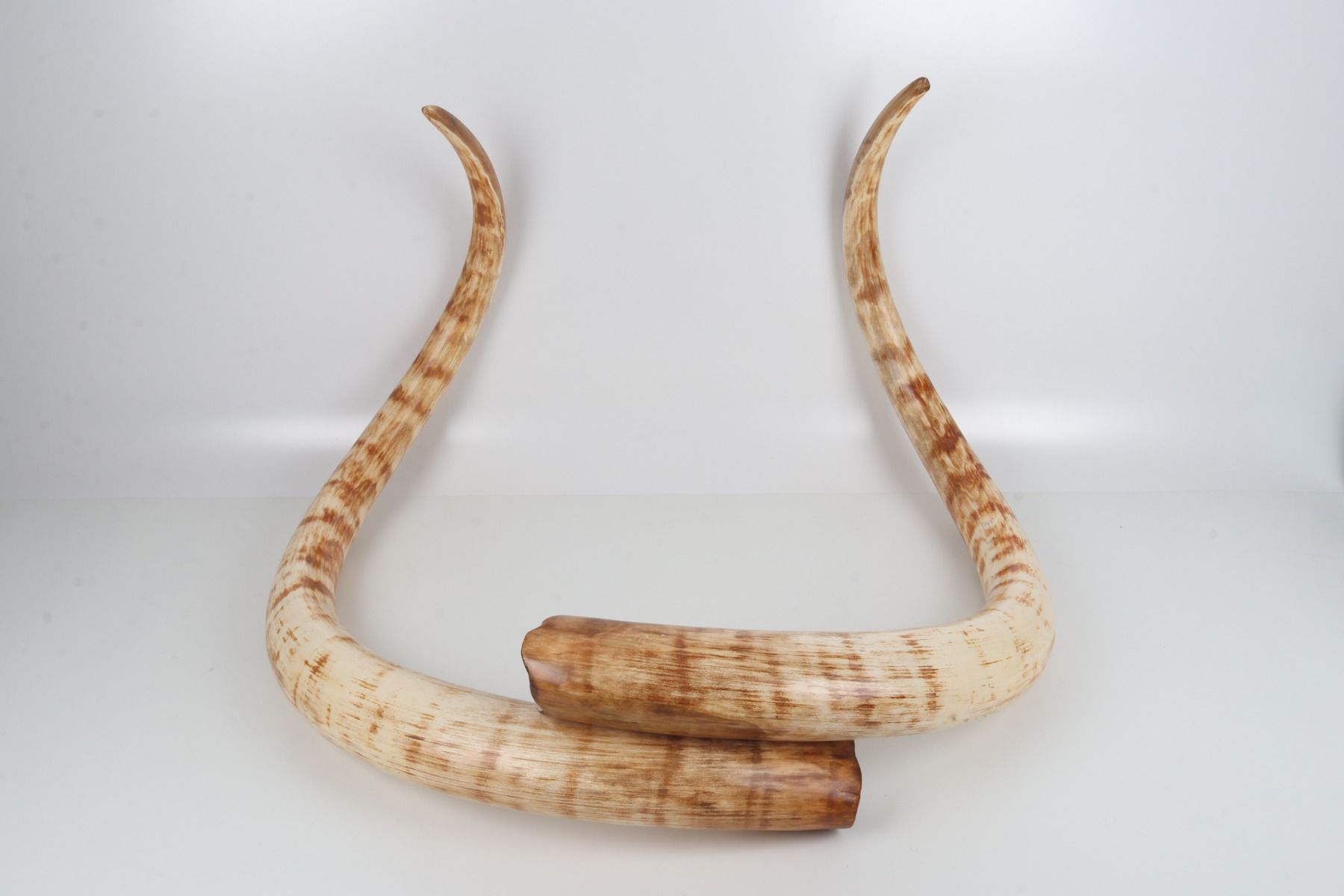 Natural woolly mammoth tusk pair