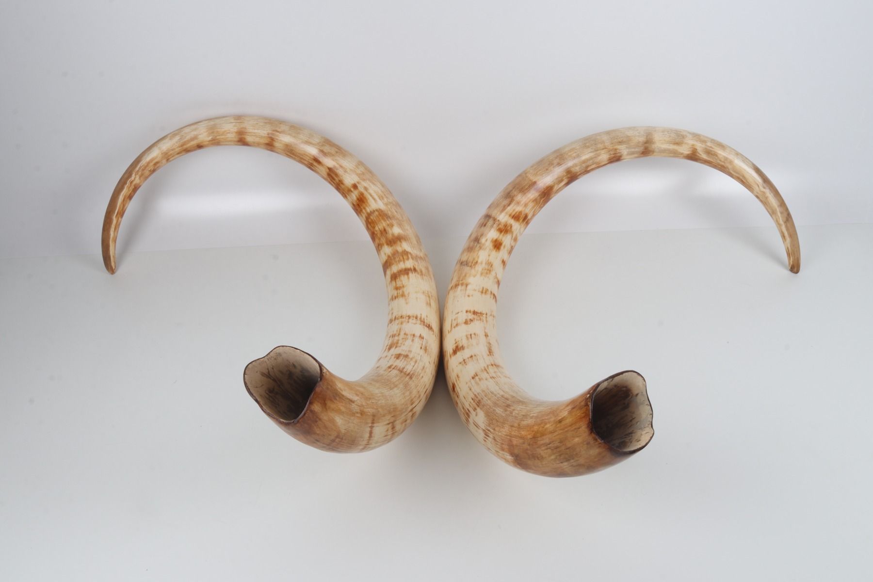 Natural woolly mammoth tusk pair