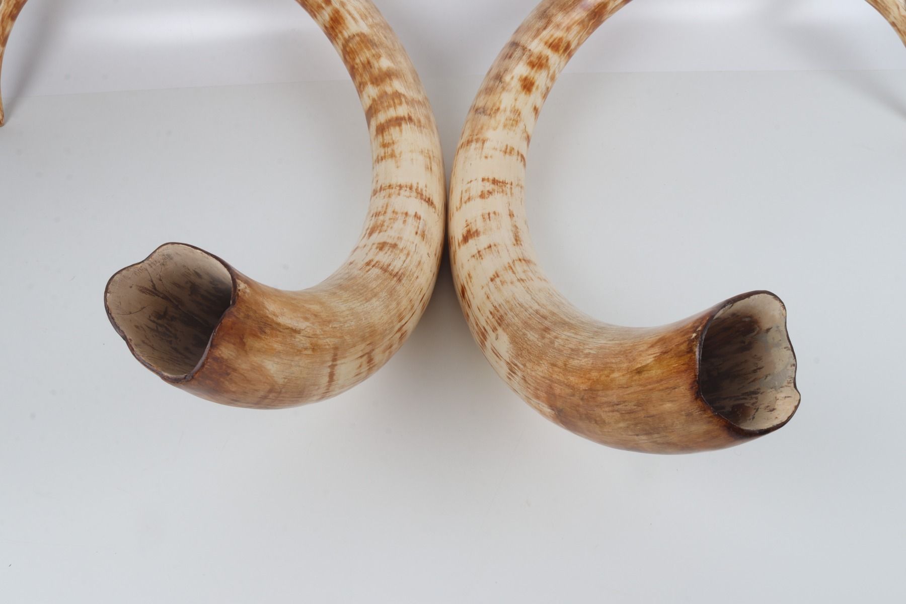 Natural woolly mammoth tusk pair