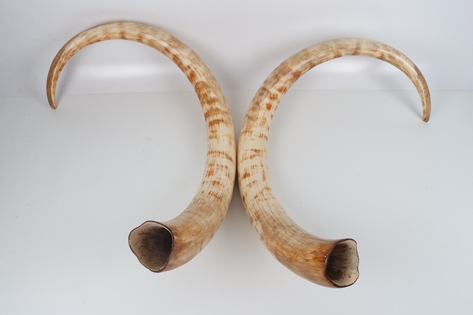 Natural woolly mammoth tusk pair