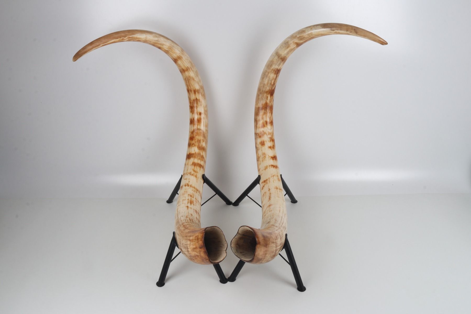 Natural woolly mammoth tusk pair