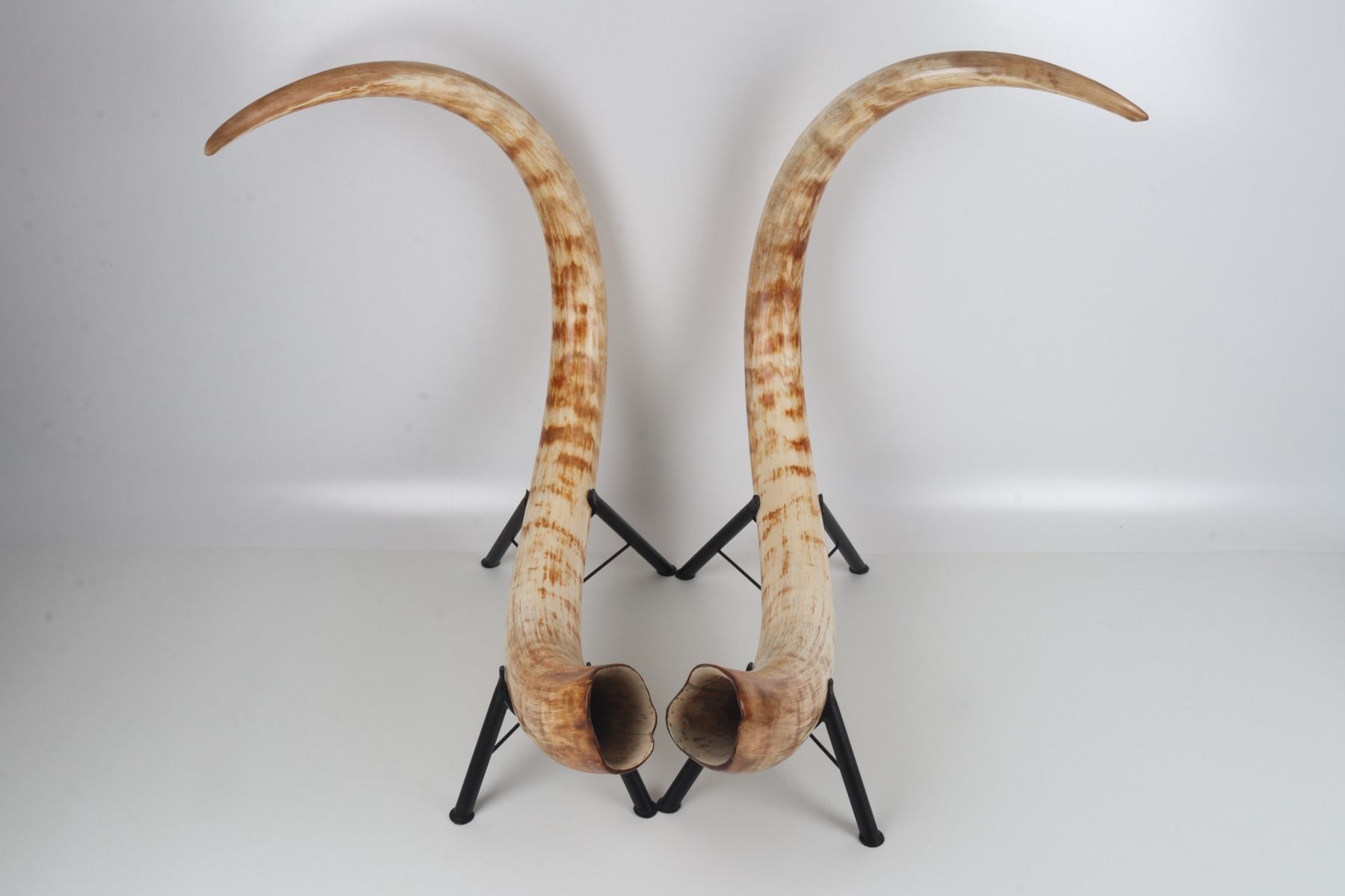 Natural woolly mammoth tusk pair