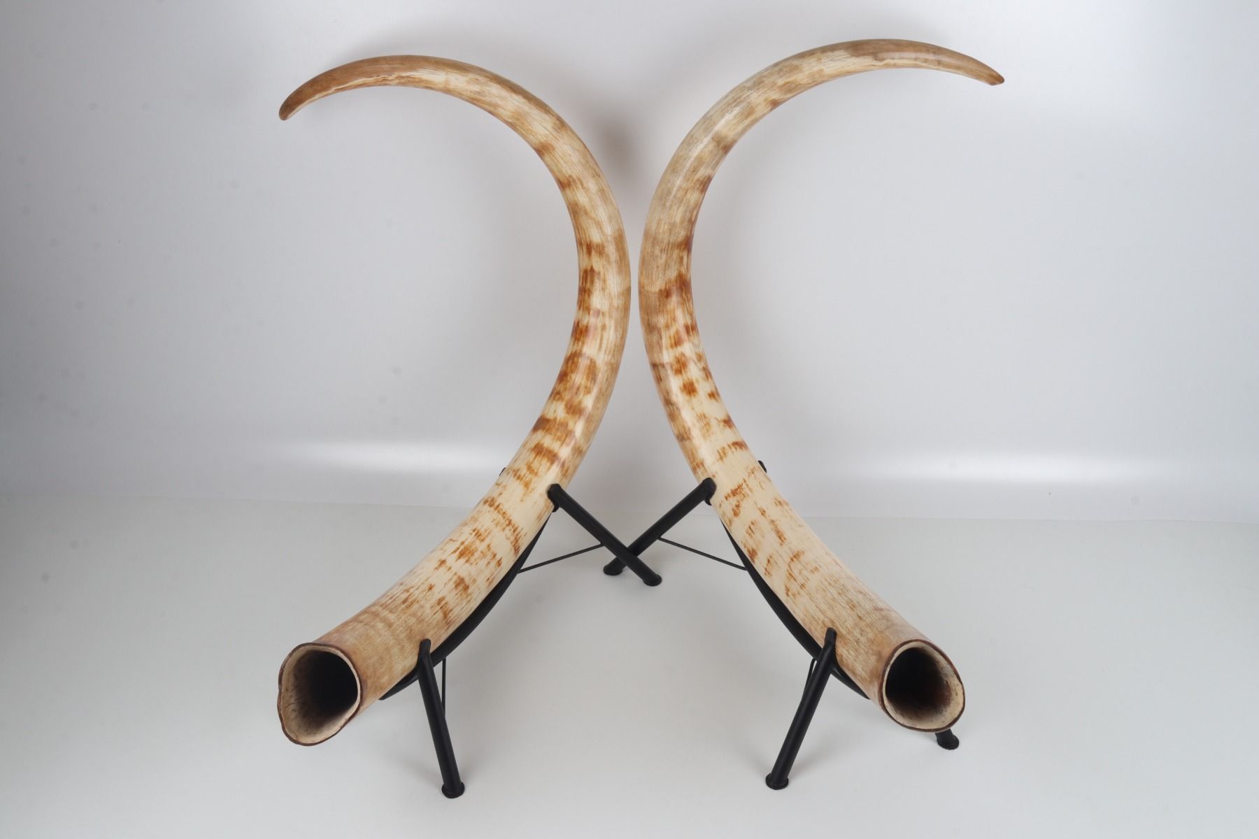 Natural woolly mammoth tusk pair