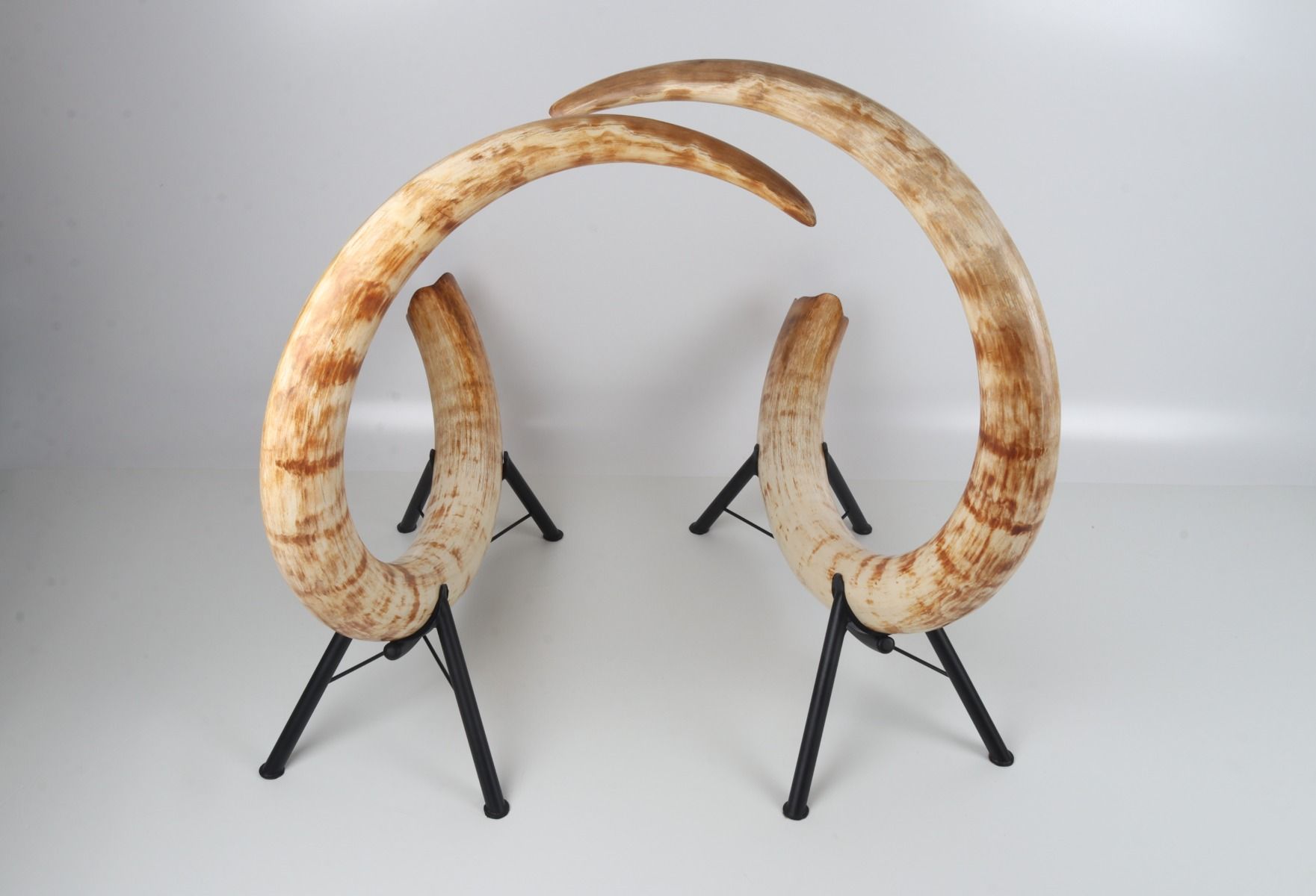 Natural woolly mammoth tusk pair
