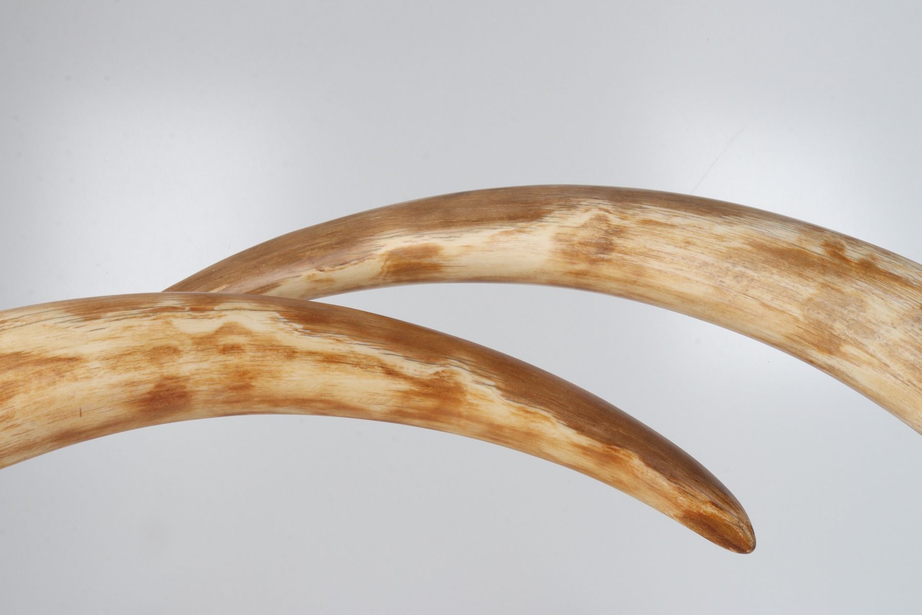 Natural woolly mammoth tusk pair