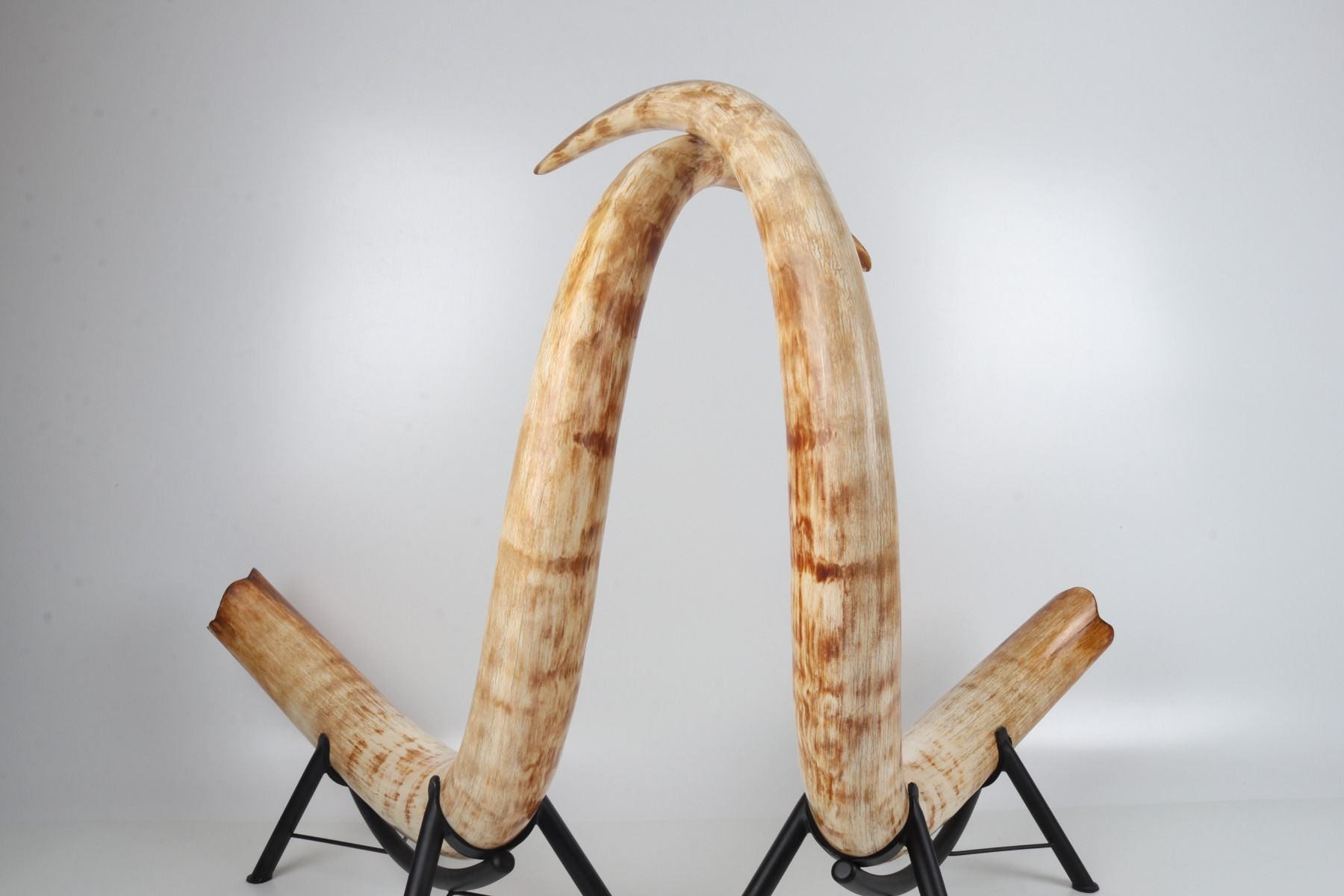 Natural woolly mammoth tusk pair