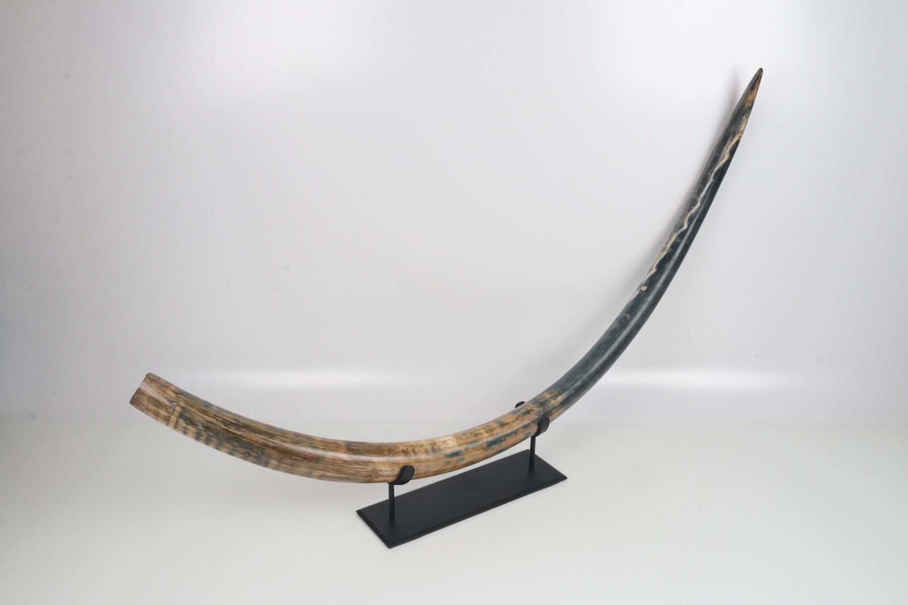 Natural mammoth tusk