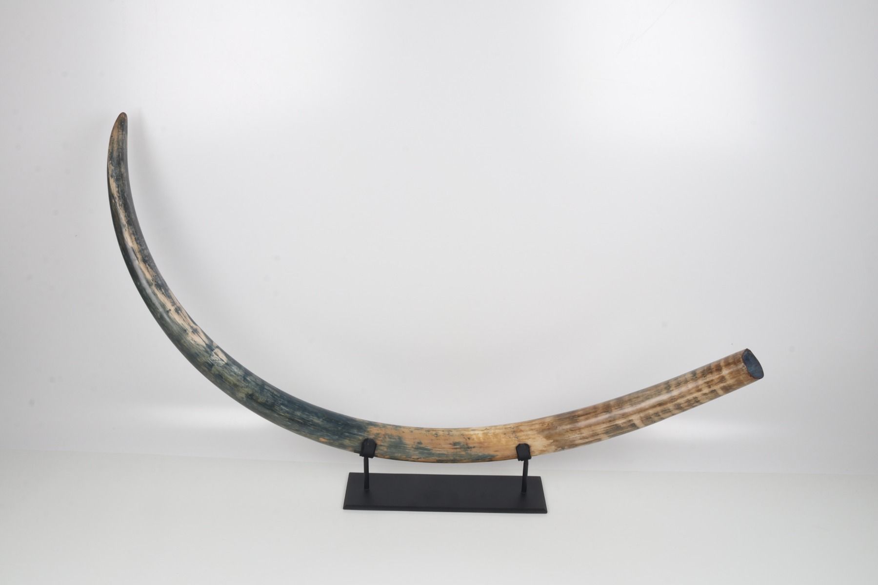 Natural mammoth tusk