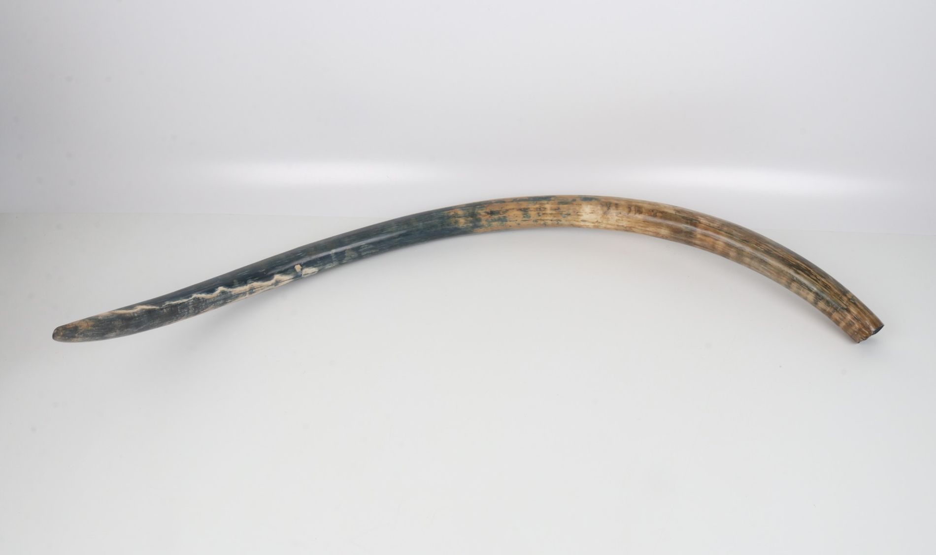 Natural mammoth tusk