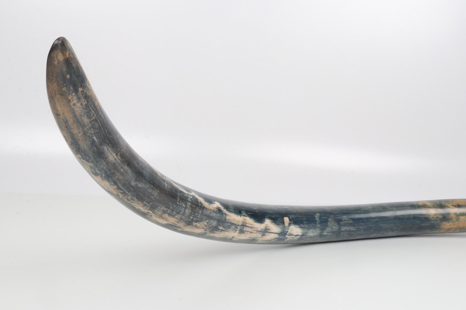 Natural mammoth tusk