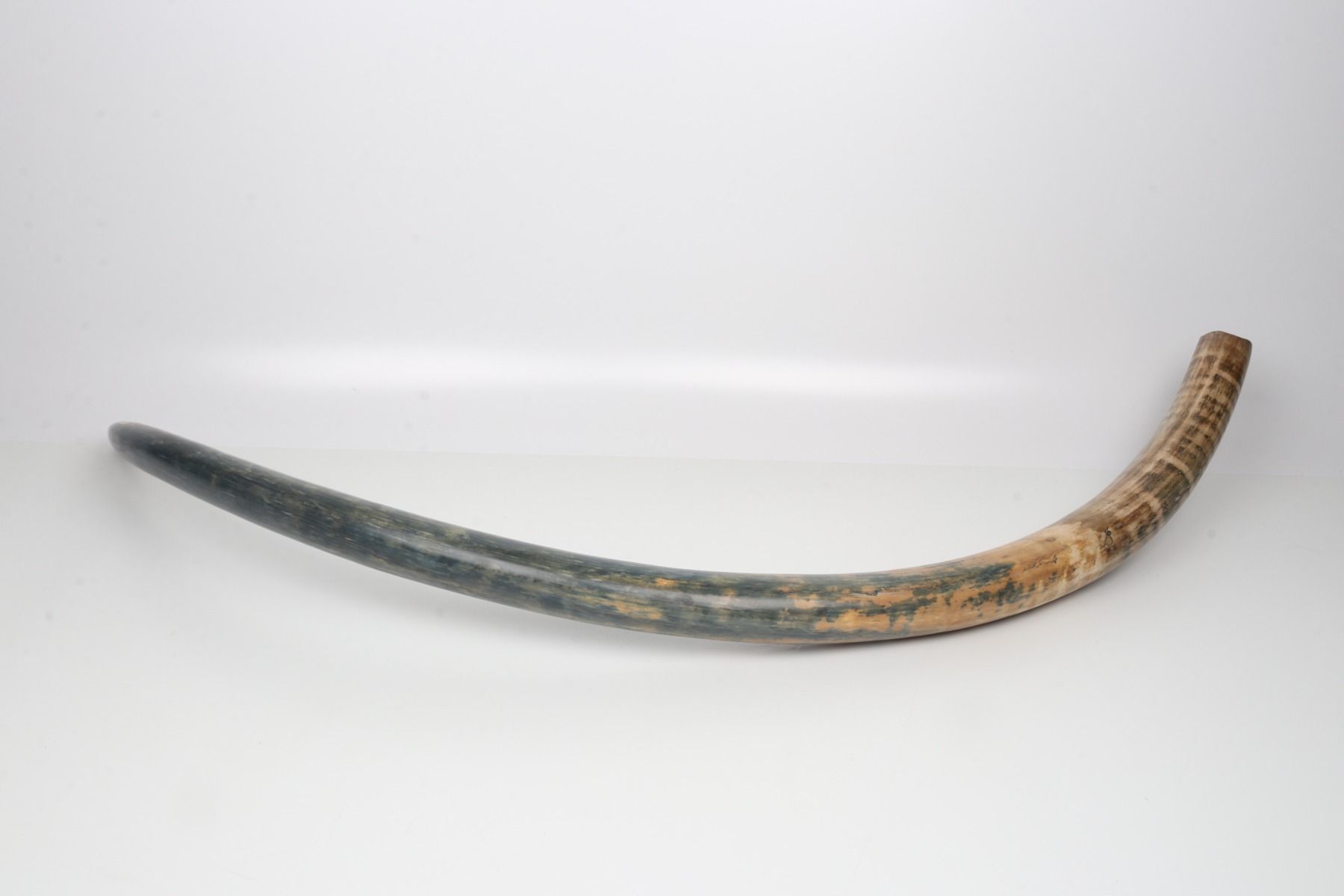 Natural mammoth tusk