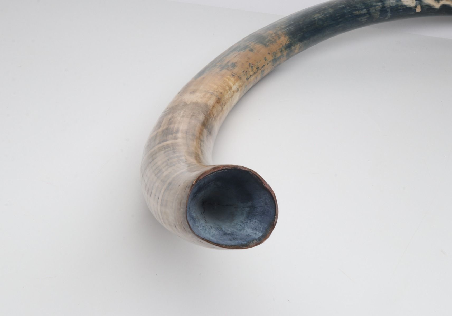 Natural mammoth tusk