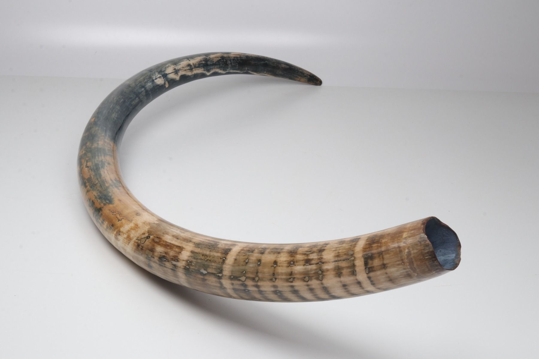 Natural mammoth tusk