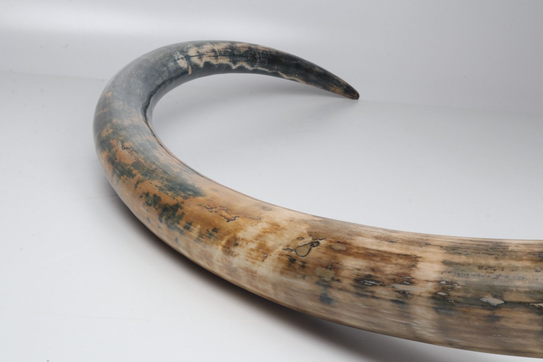 Natural mammoth tusk