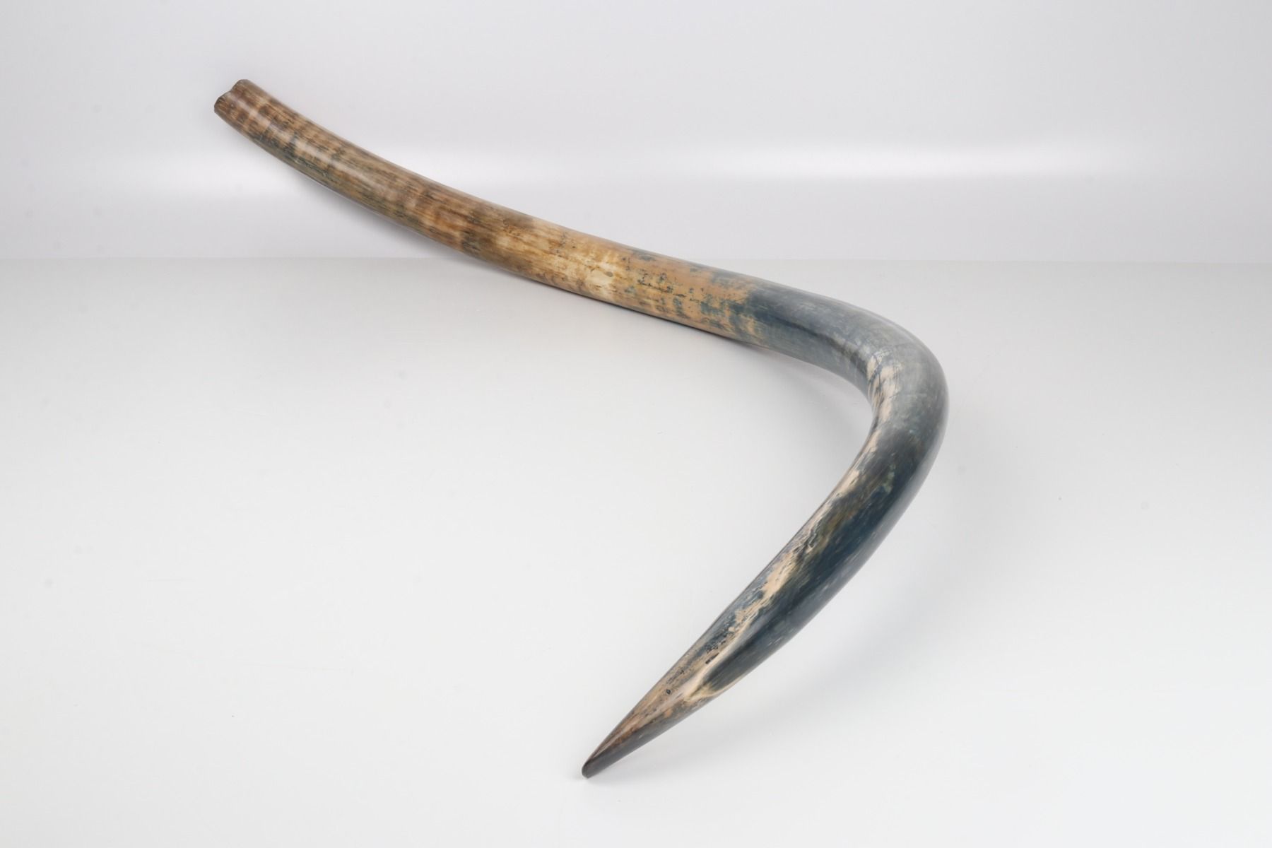 Natural mammoth tusk