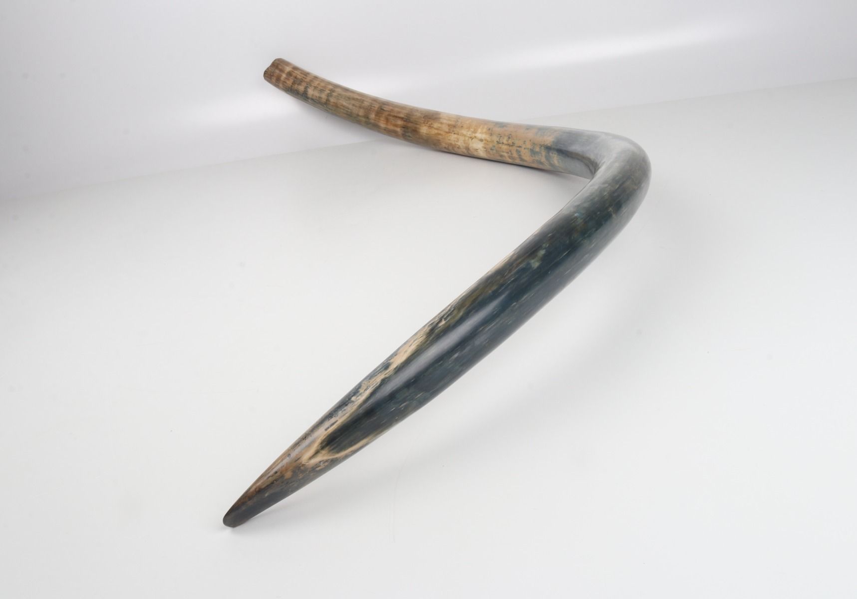 Natural mammoth tusk