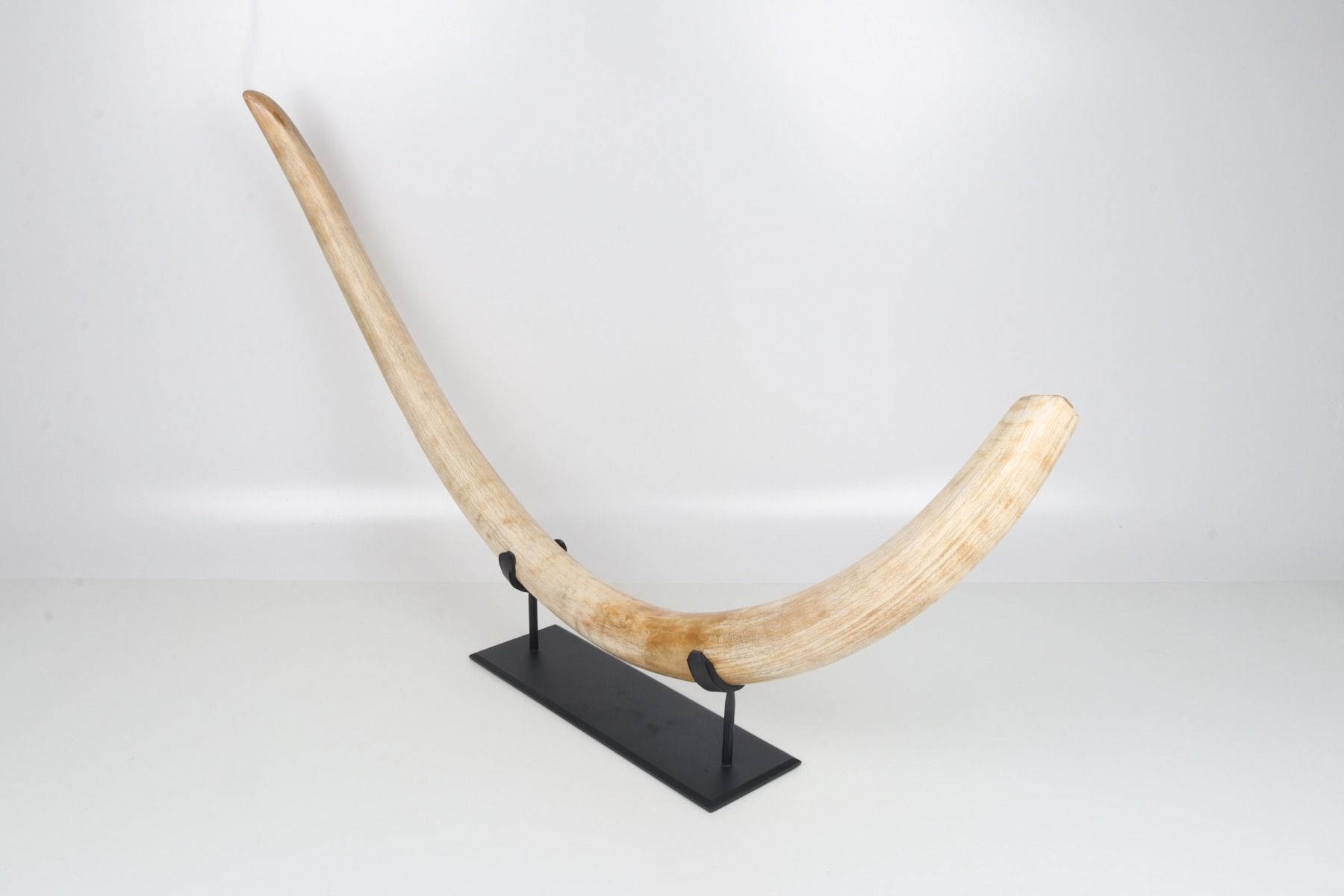 Natural woolly mammoth tusk