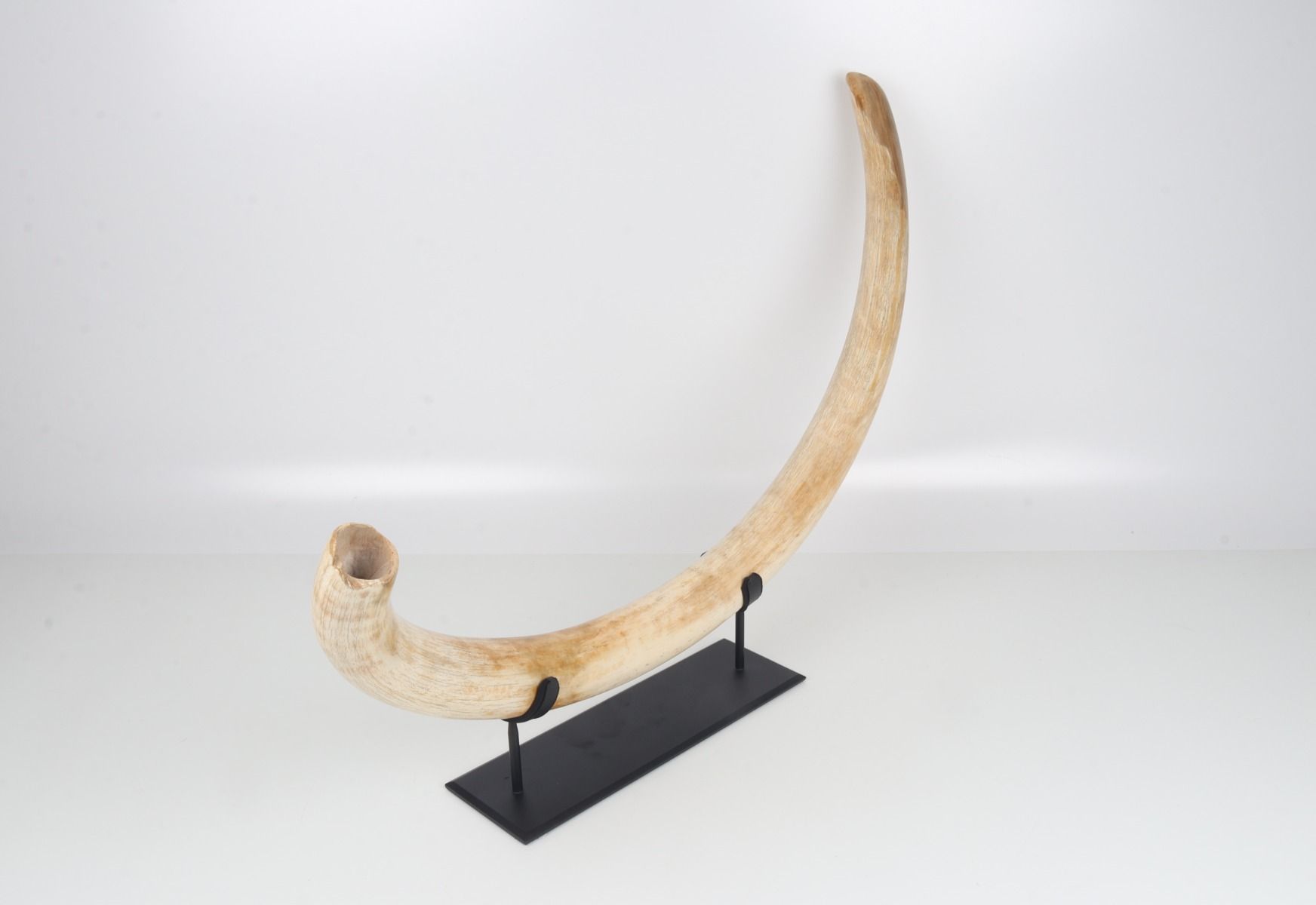 Natural woolly mammoth tusk