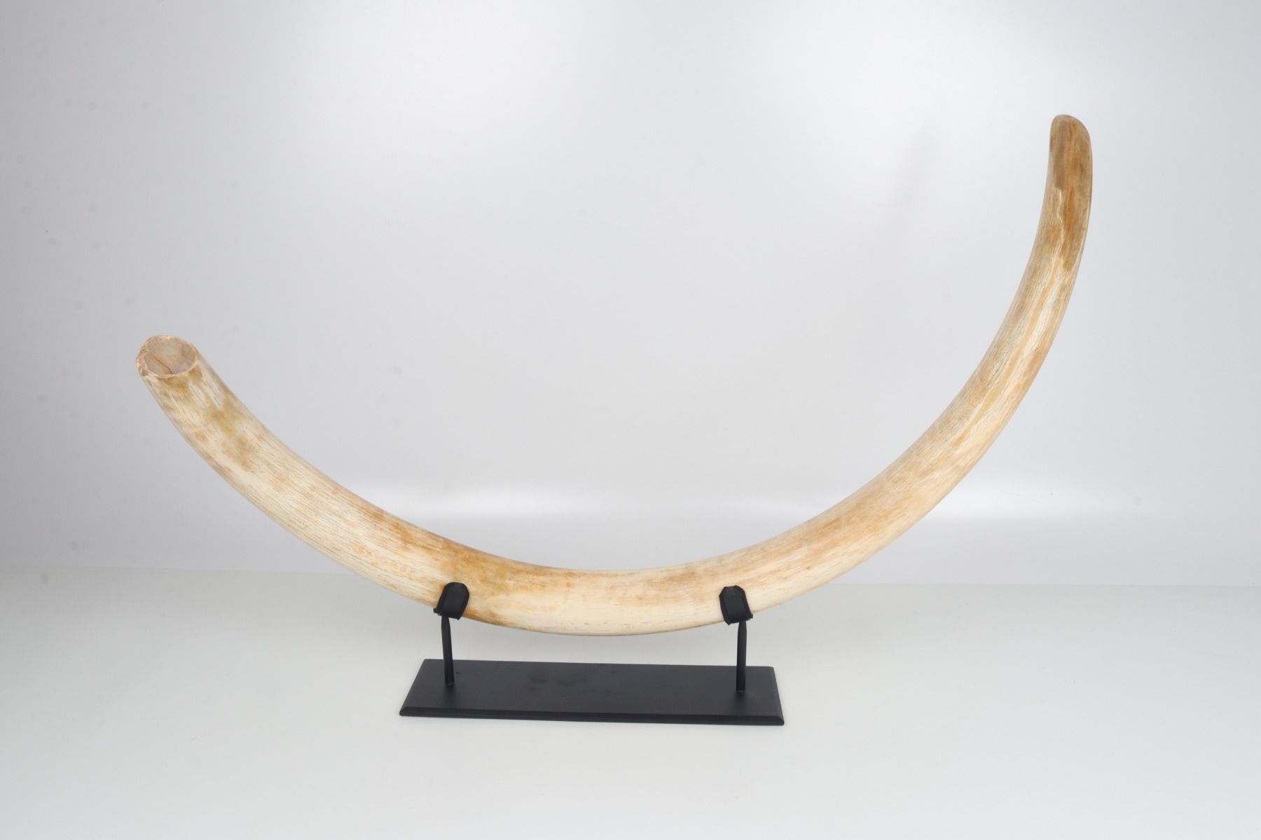 Natural woolly mammoth tusk