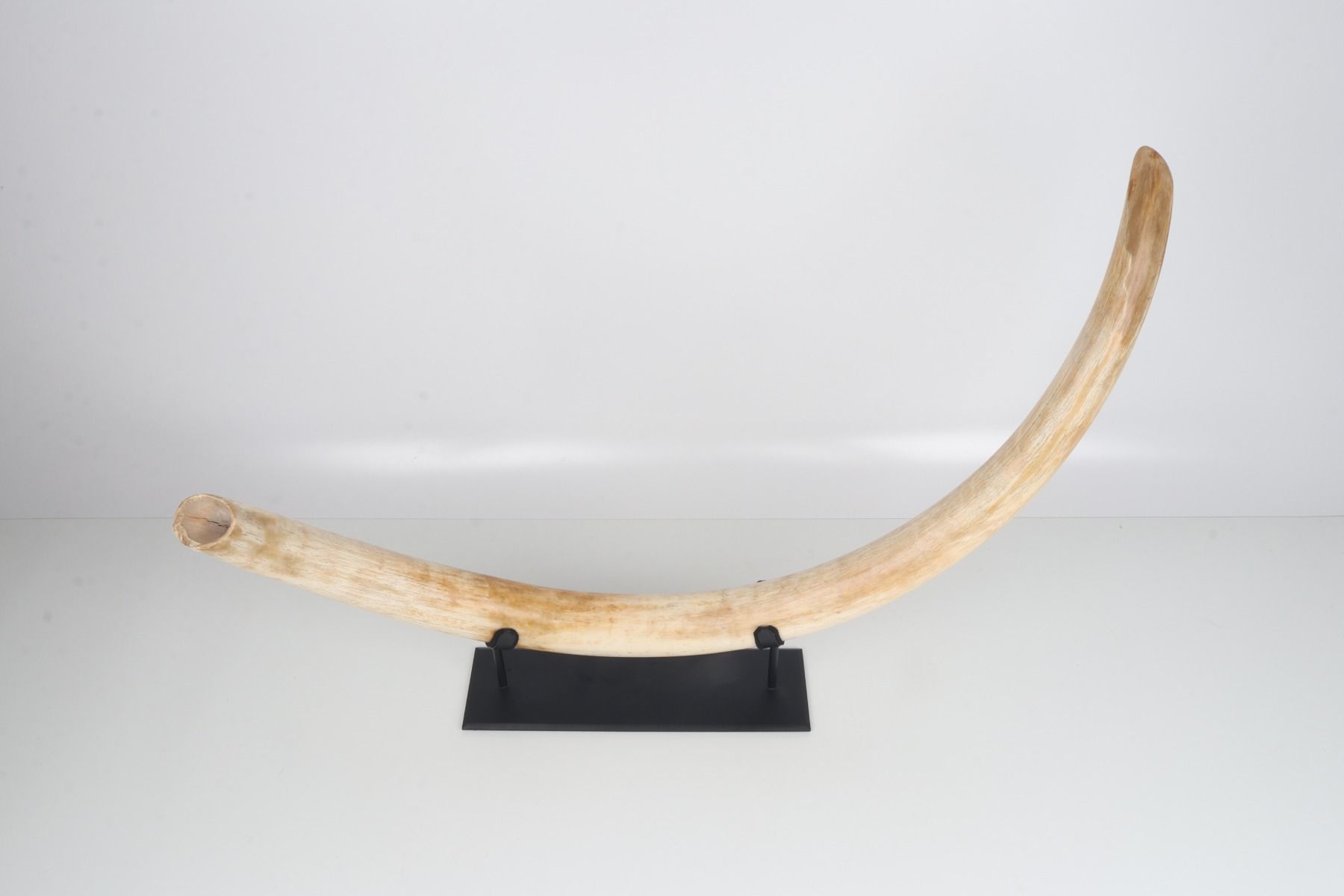 Natural woolly mammoth tusk