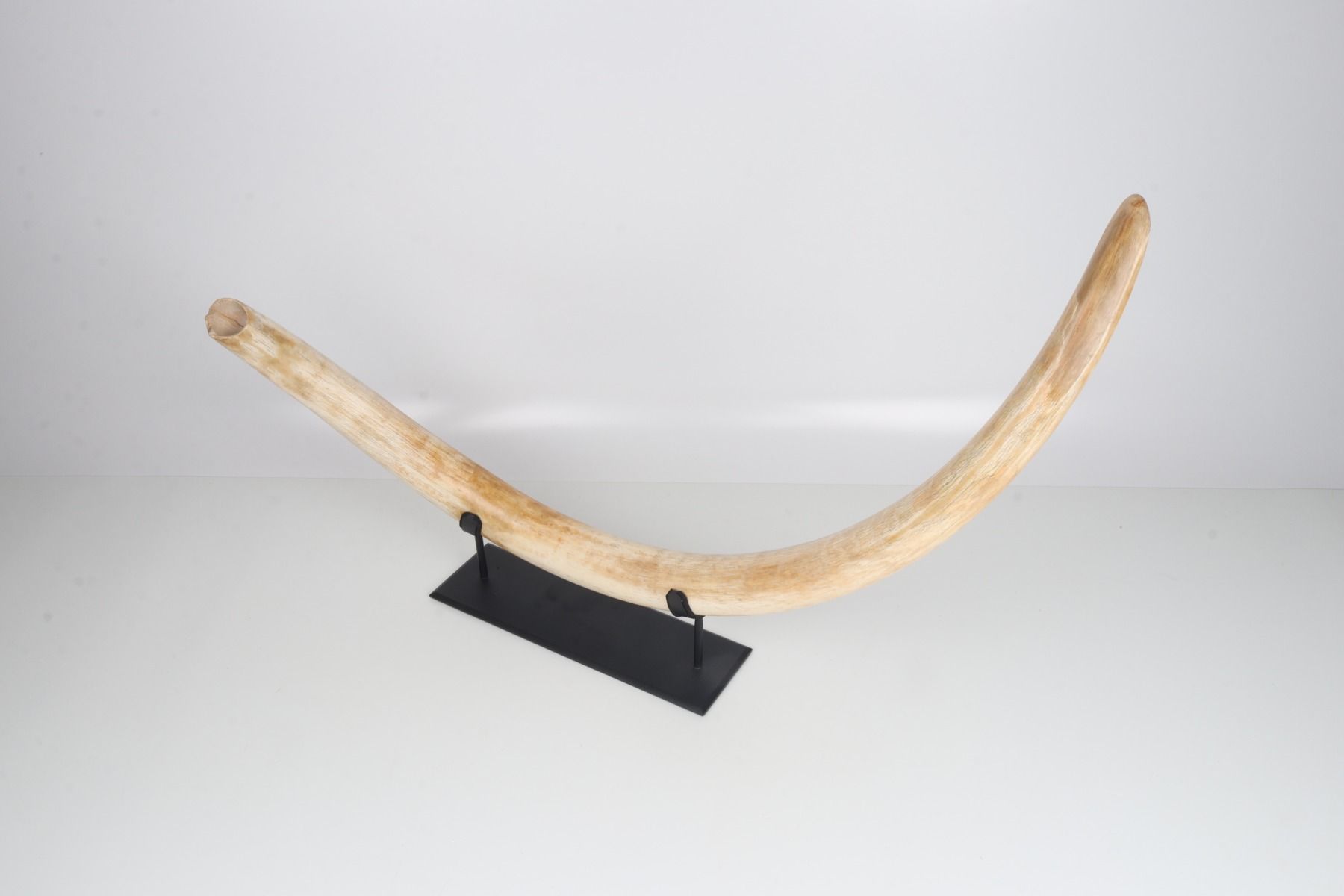 Natural woolly mammoth tusk