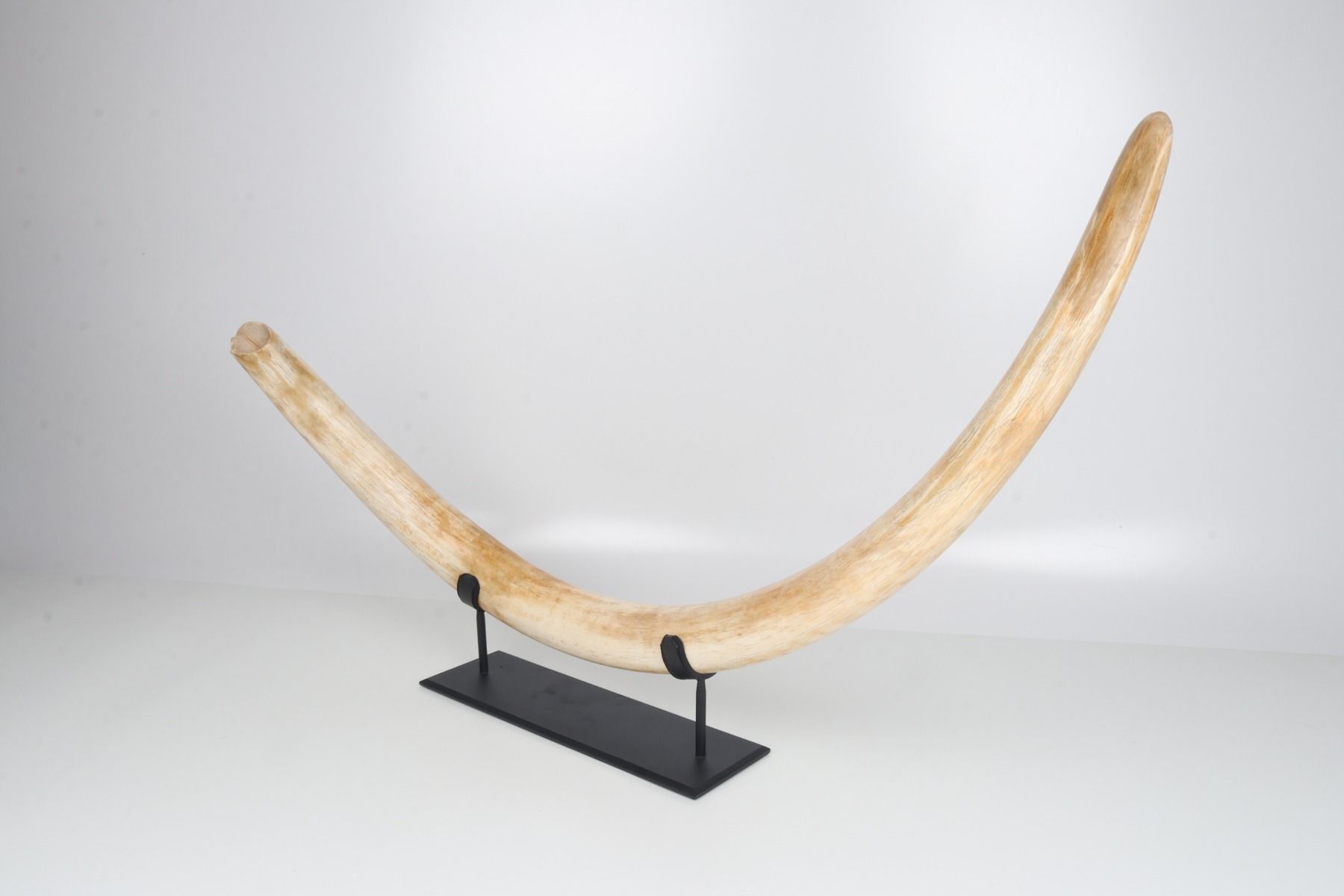 Natural woolly mammoth tusk