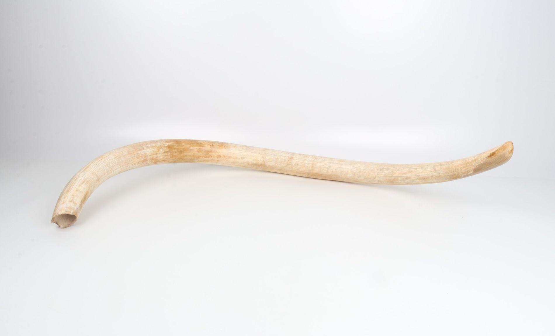 Natural woolly mammoth tusk