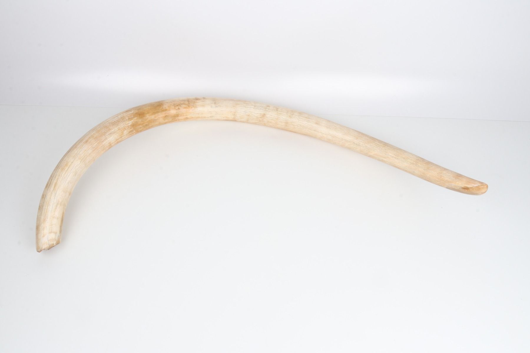 Natural woolly mammoth tusk