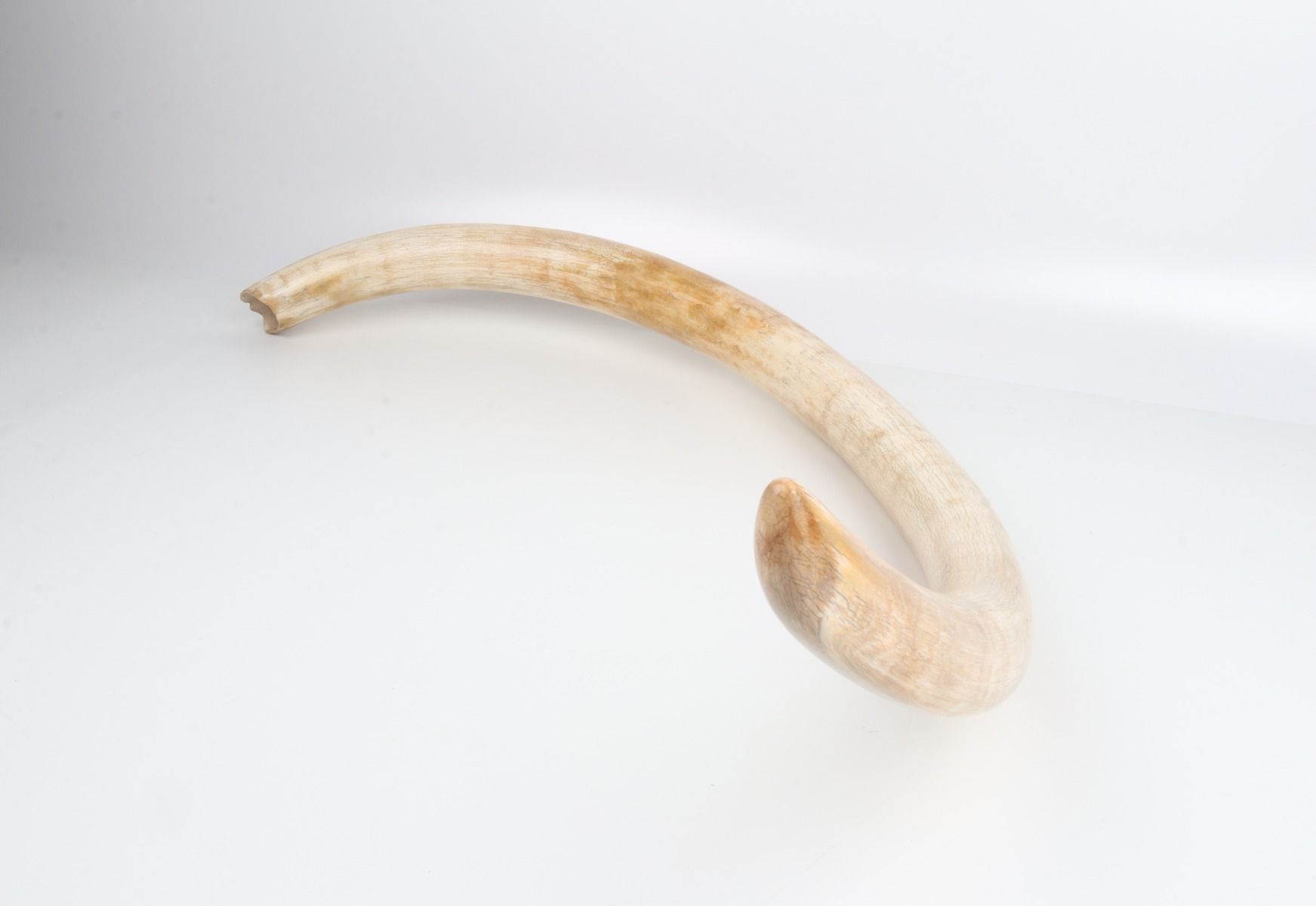 Natural woolly mammoth tusk