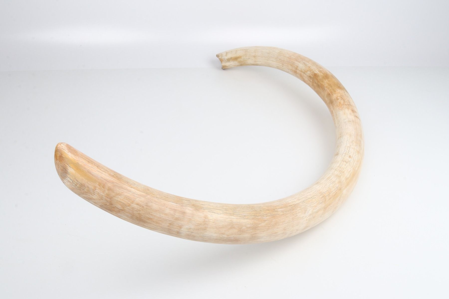 Natural woolly mammoth tusk