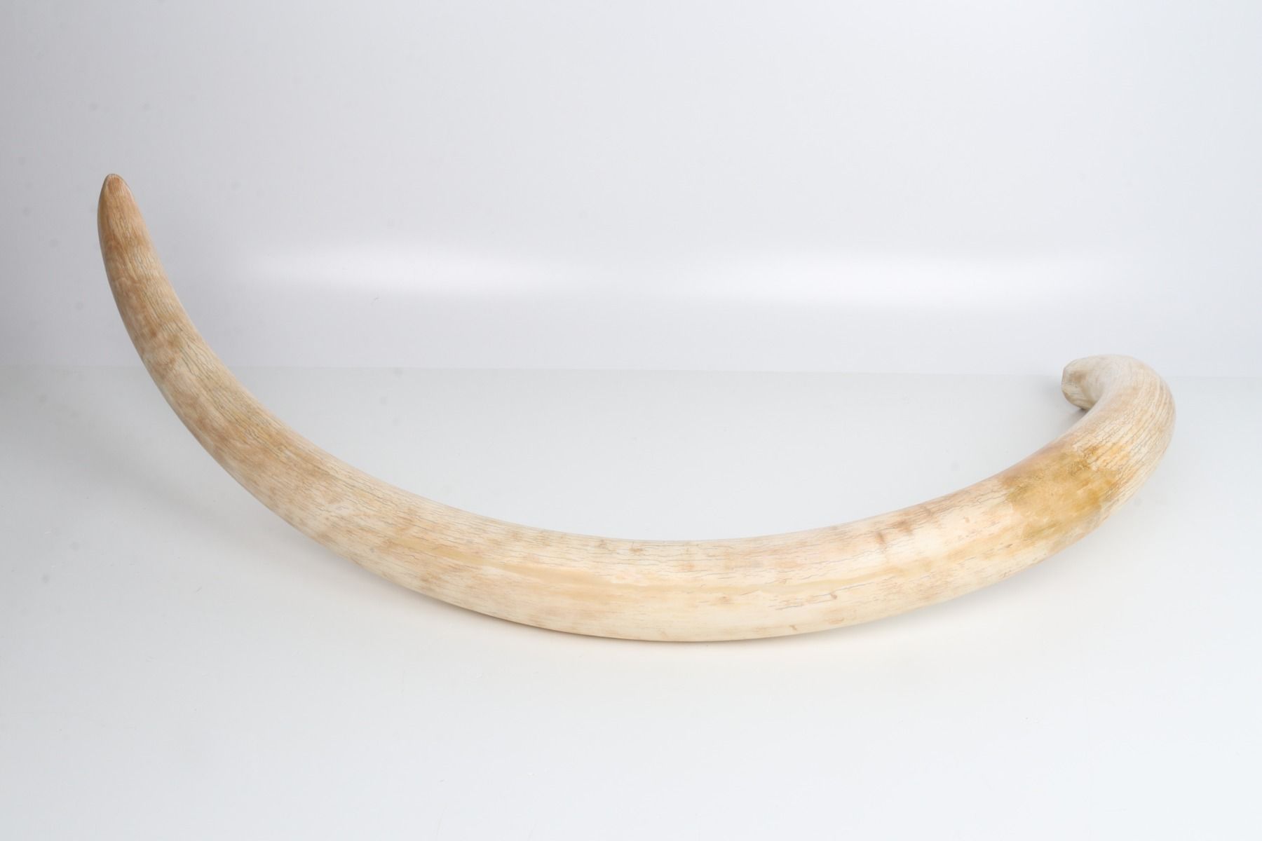 Natural woolly mammoth tusk
