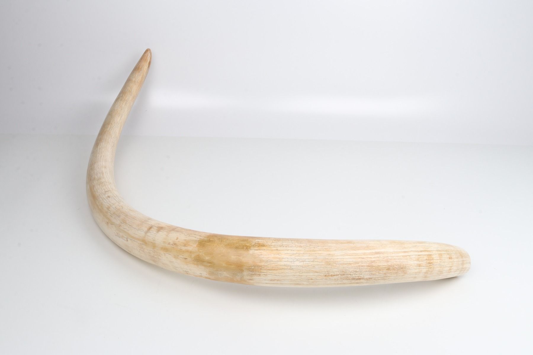 Natural woolly mammoth tusk