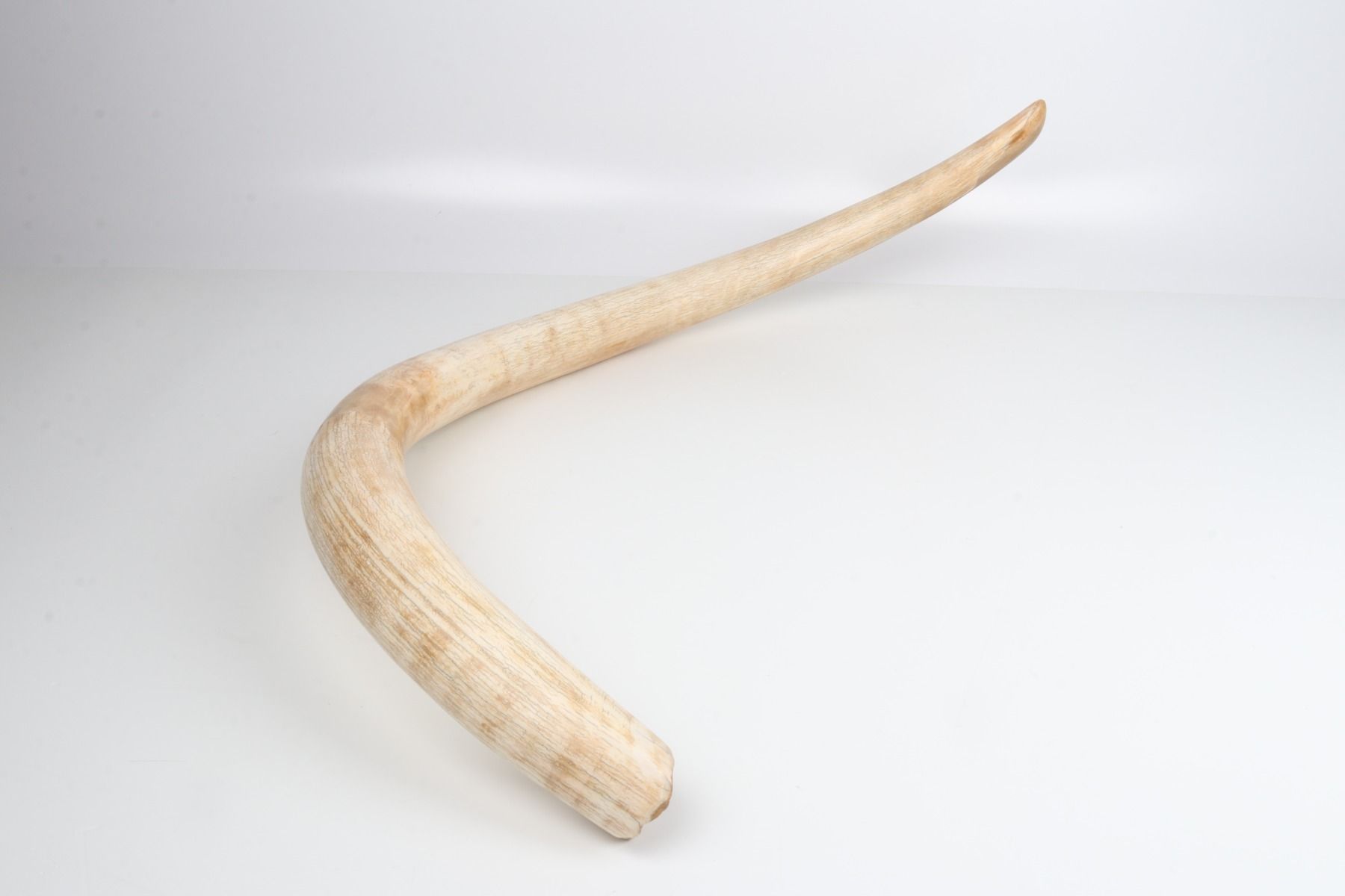Natural woolly mammoth tusk
