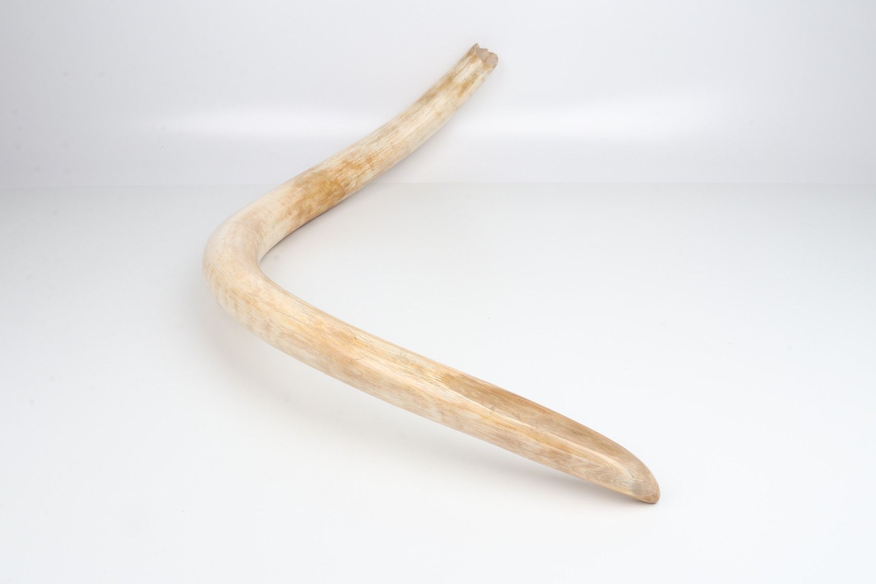 Natural woolly mammoth tusk