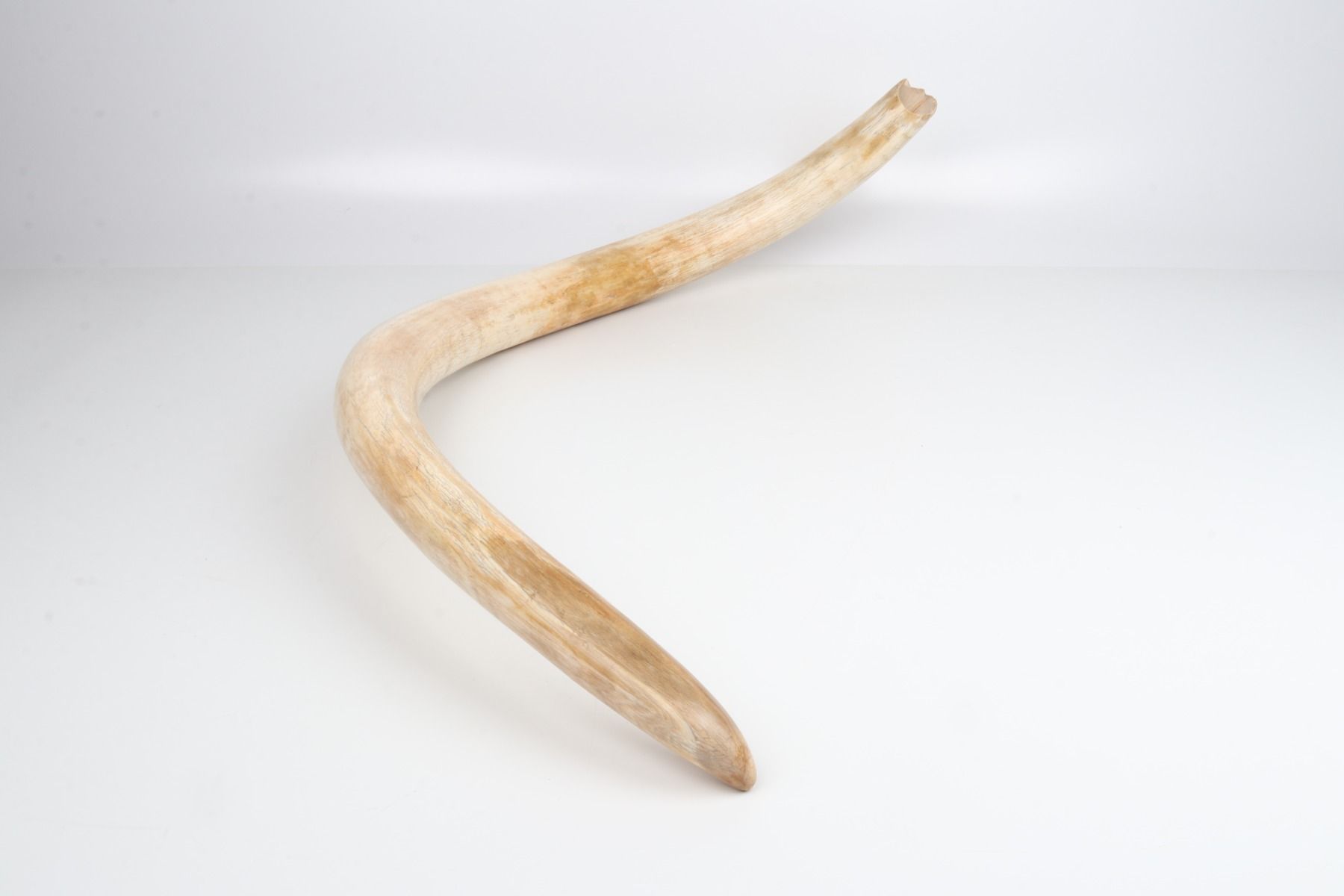 Natural woolly mammoth tusk