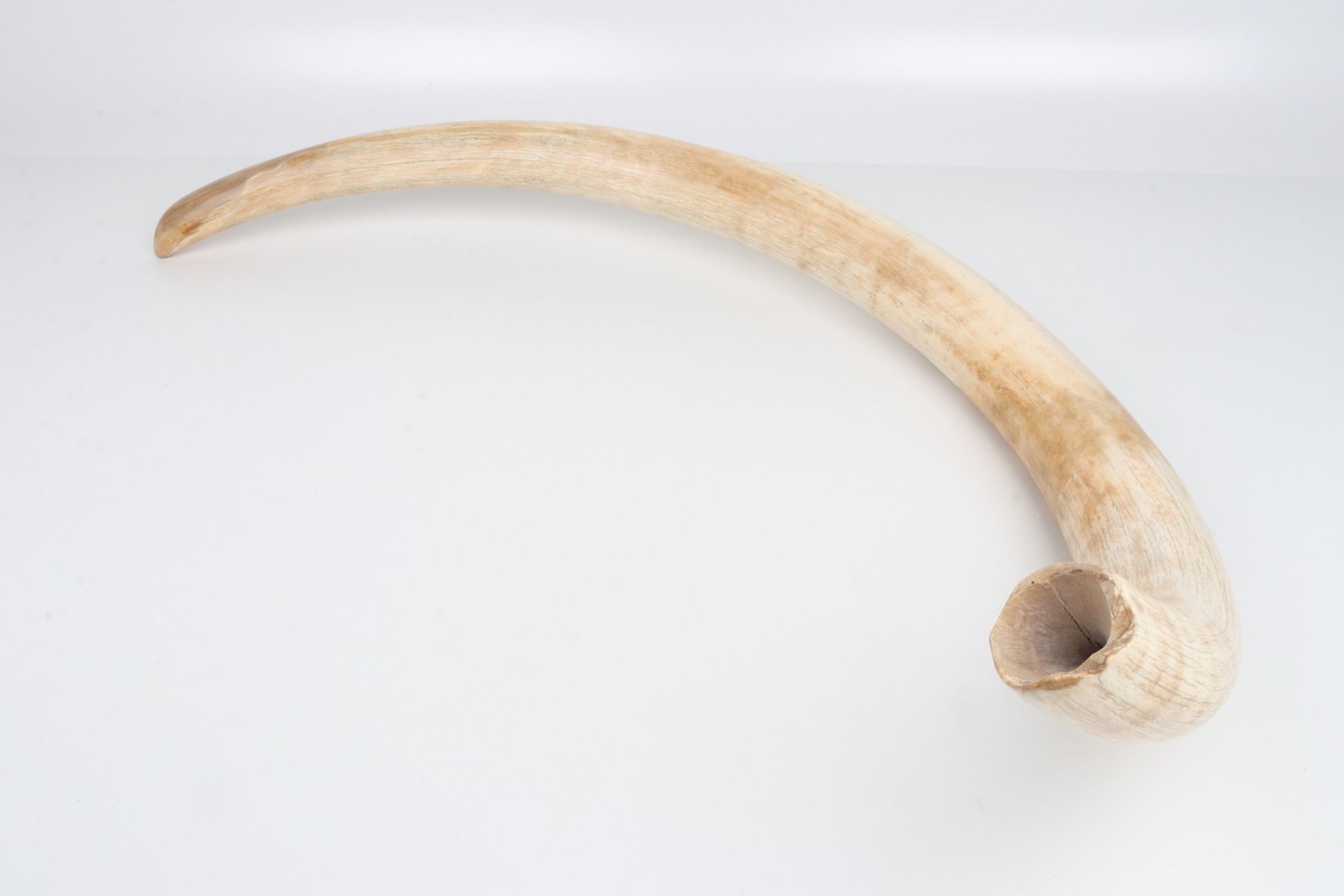 Natural woolly mammoth tusk