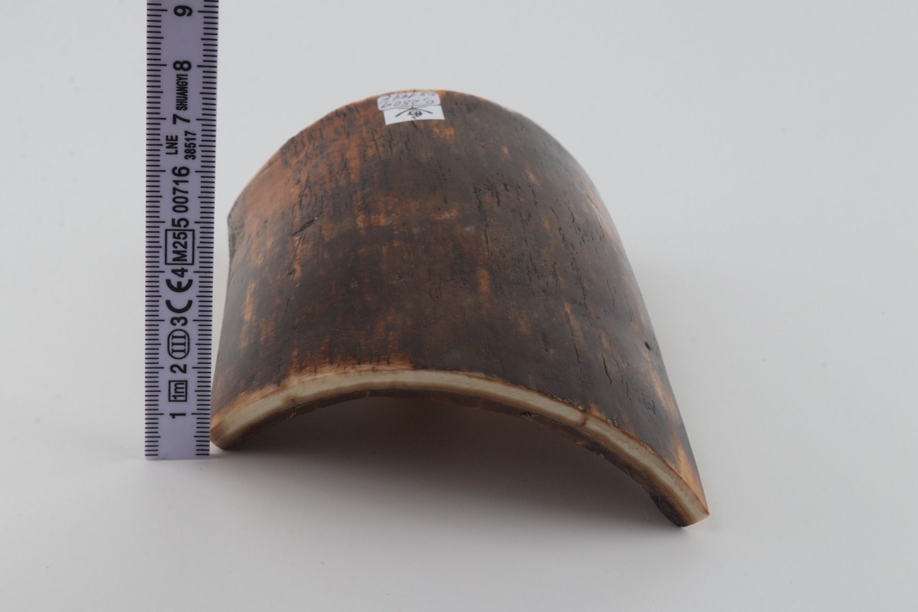 Brown-orange mammoth bark