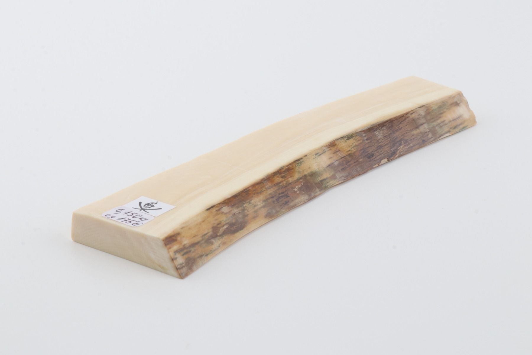 White mammoth ivory segment