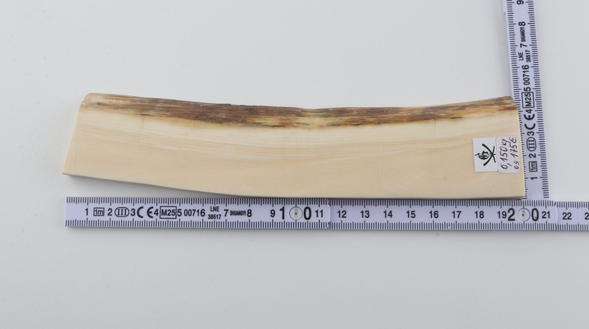 White mammoth ivory segment
