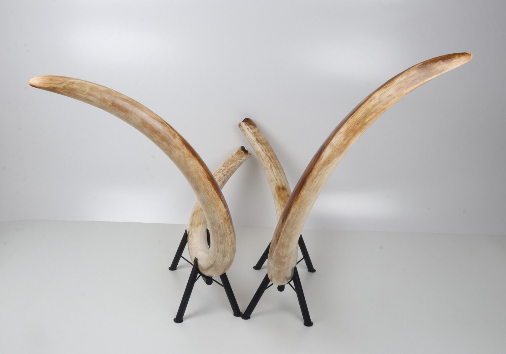 Natural woolly mammoth tusk pair