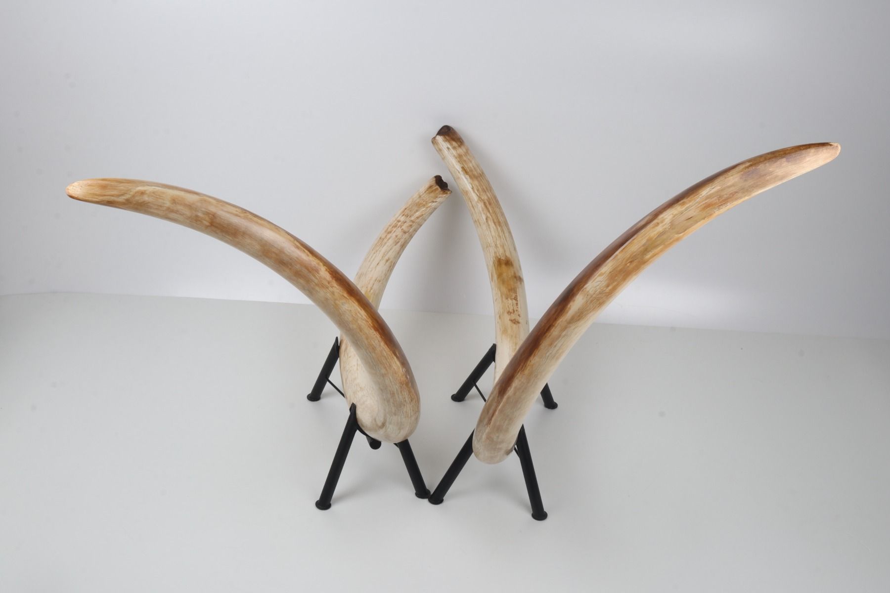 Natural woolly mammoth tusk pair