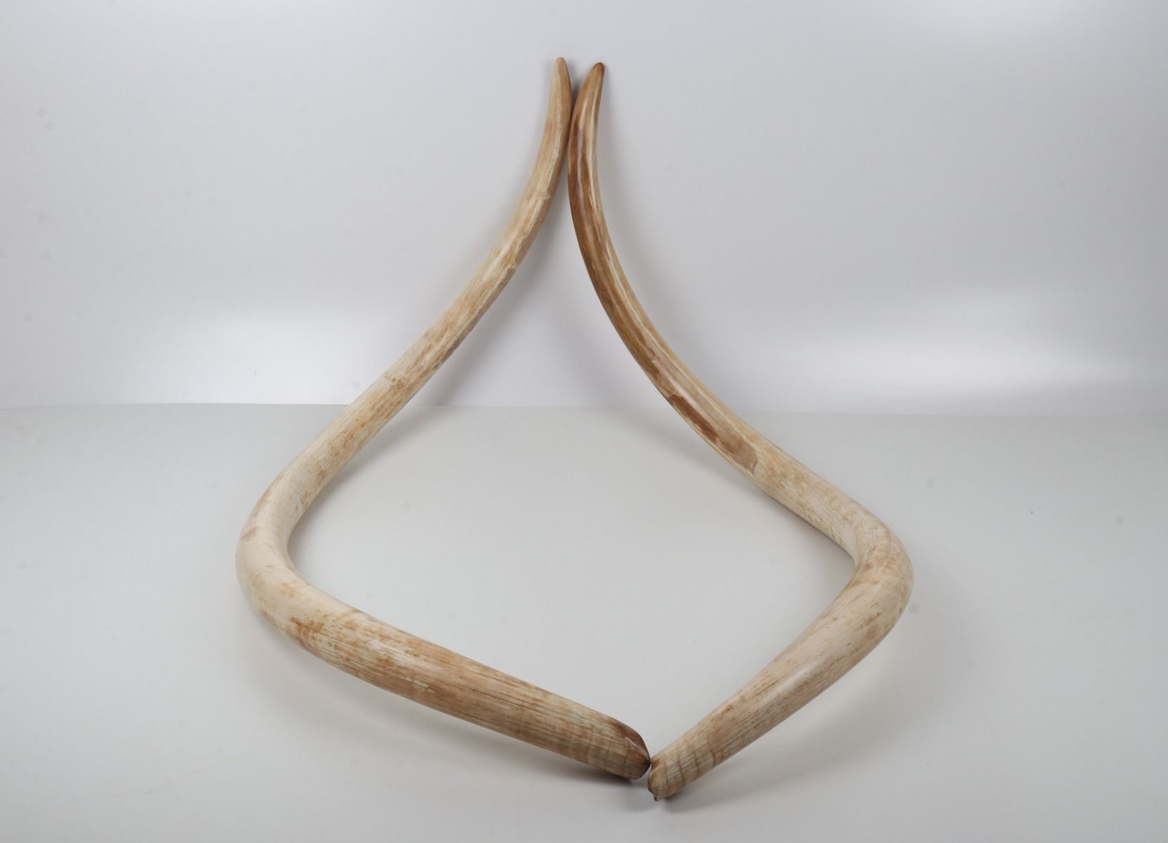 Natural woolly mammoth tusk pair