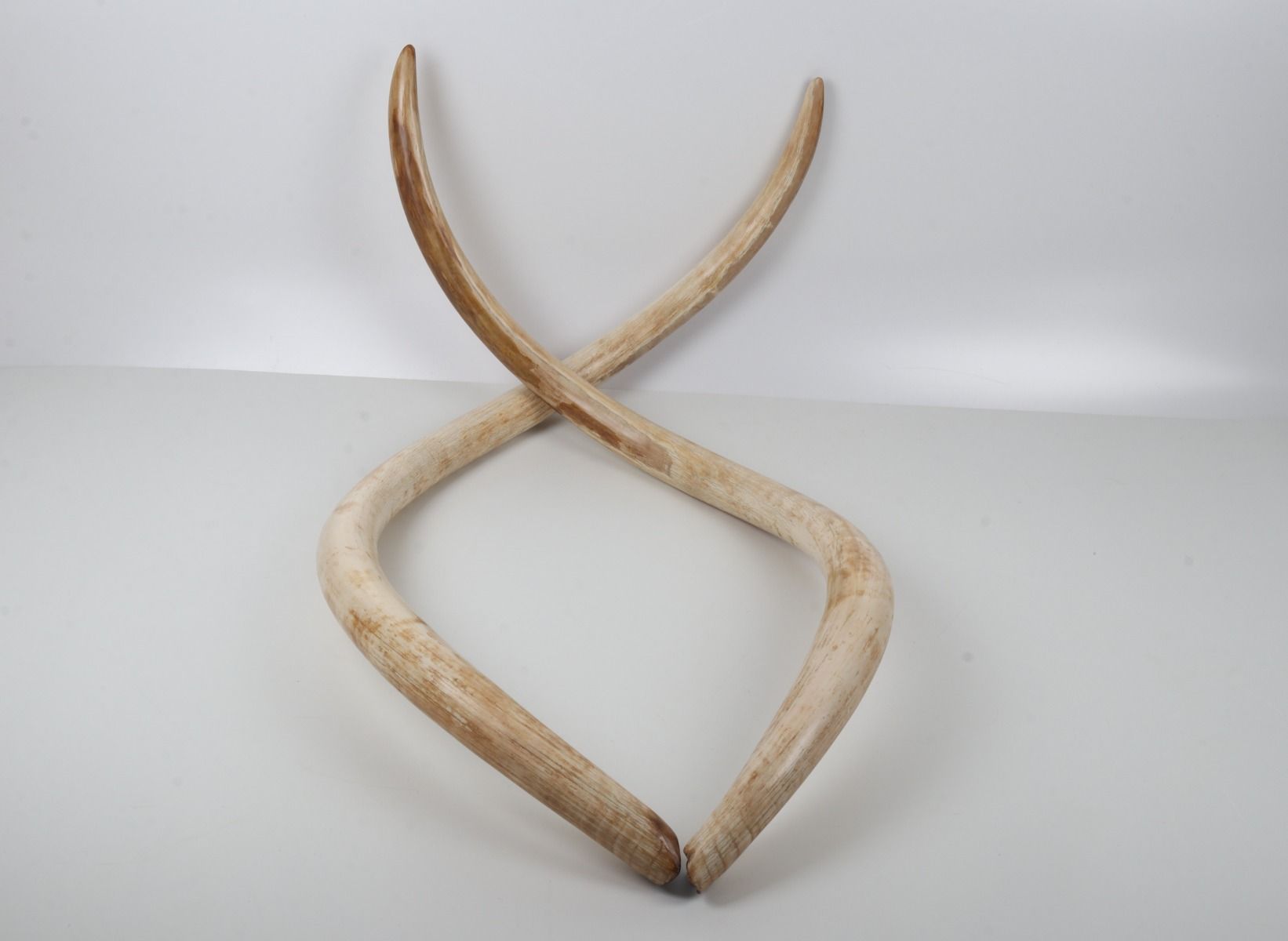 Natural woolly mammoth tusk pair