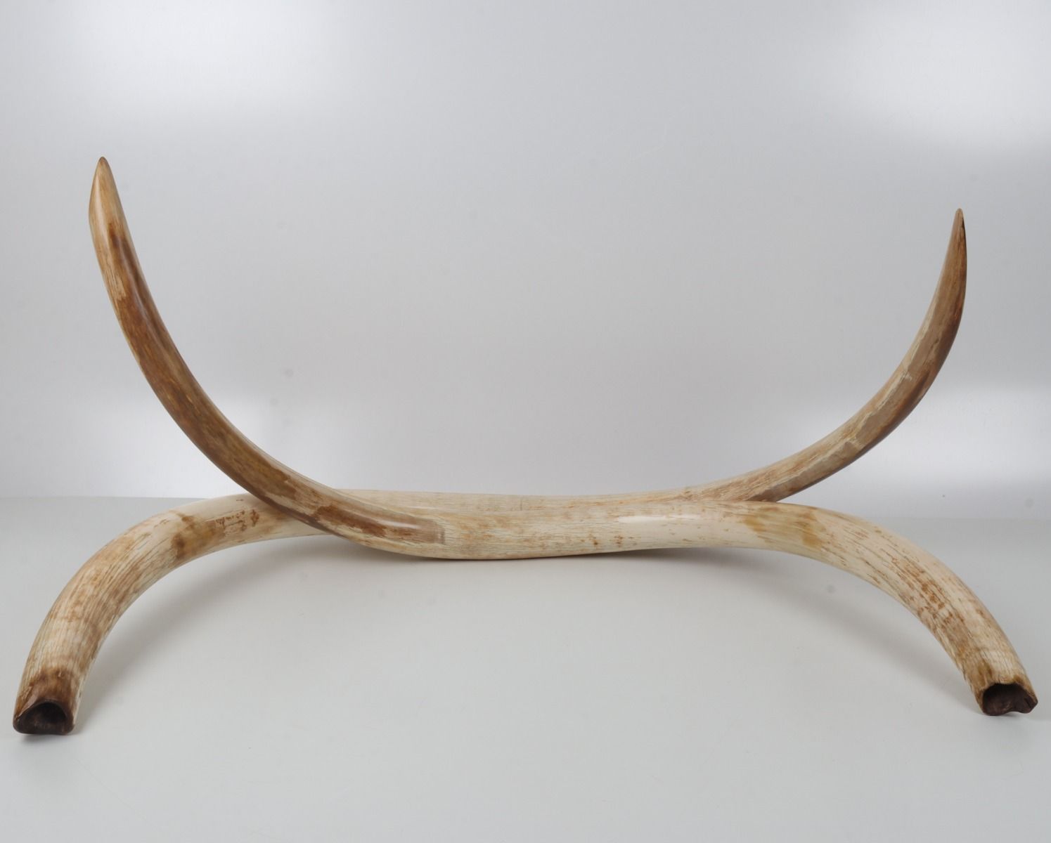 Natural woolly mammoth tusk pair